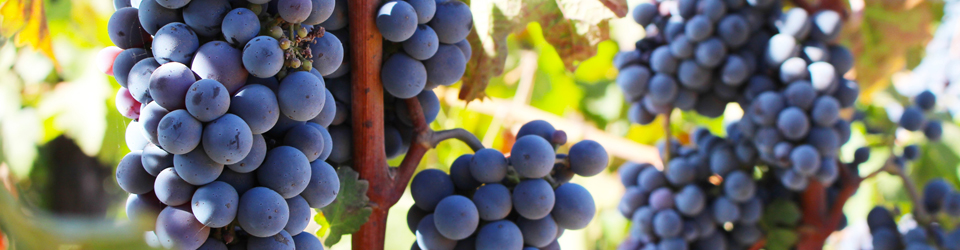 wine grapes