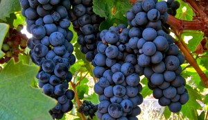 Critics take notice of Zinfandel’s “coming of age”