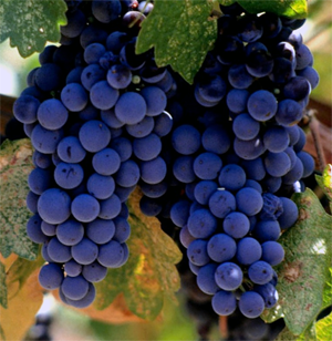 merlot grapes