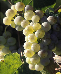 riesling-grapes