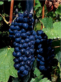 syrah_shiraz_grapes