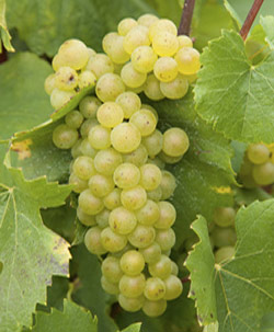 Chardonnay Grapes