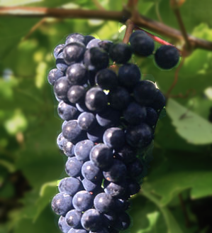 Pinot Noir Grapes