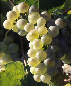 Riesling Grapes