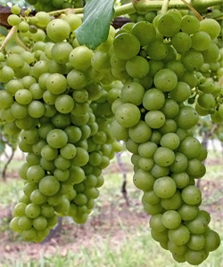 Sauvignon Blanc Grapes